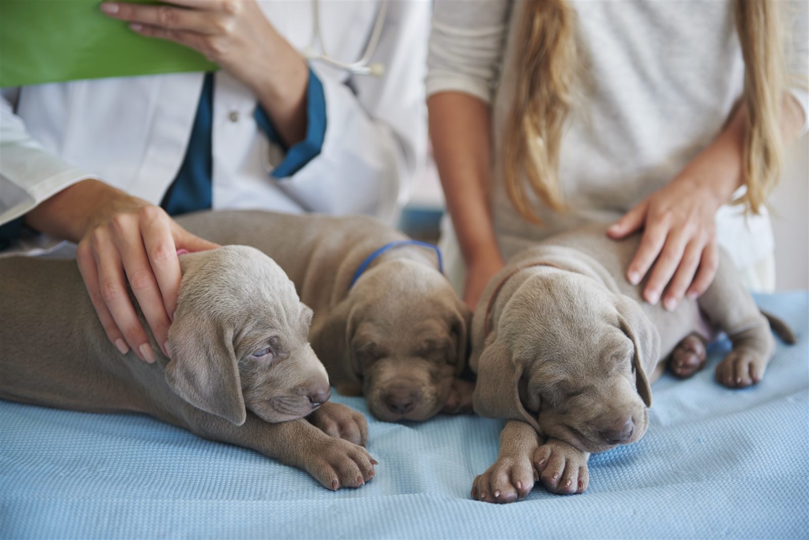 Canine emergency & first aid basics